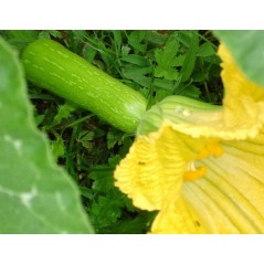 Courgette Trompette de Nice