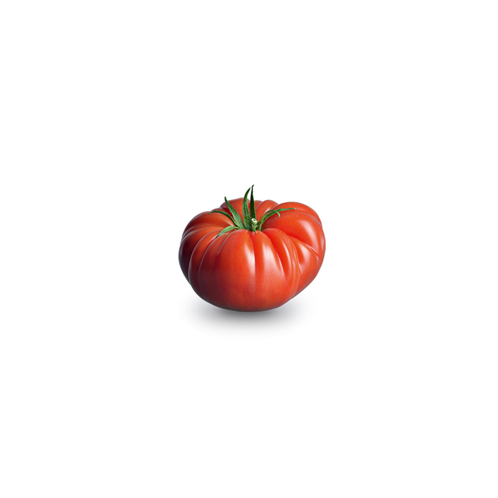 Tomate rébellion