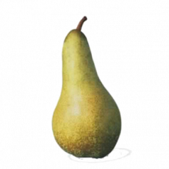 Poire Abatte