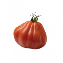 Tomate Aumonière